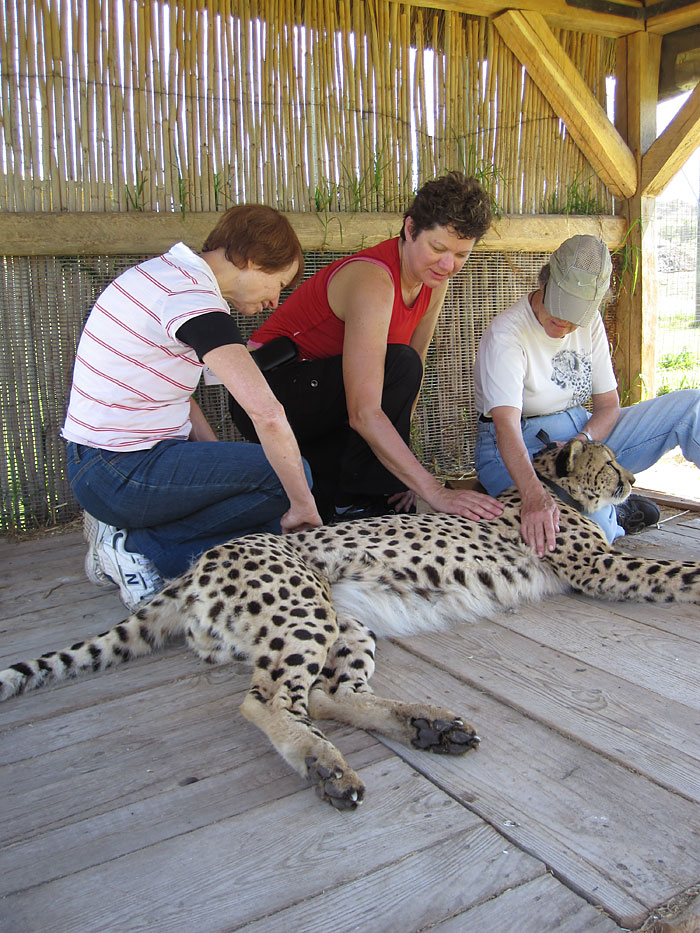 Capetown Cheetah