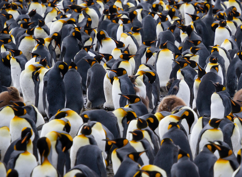 Salisbury Plain Penguins