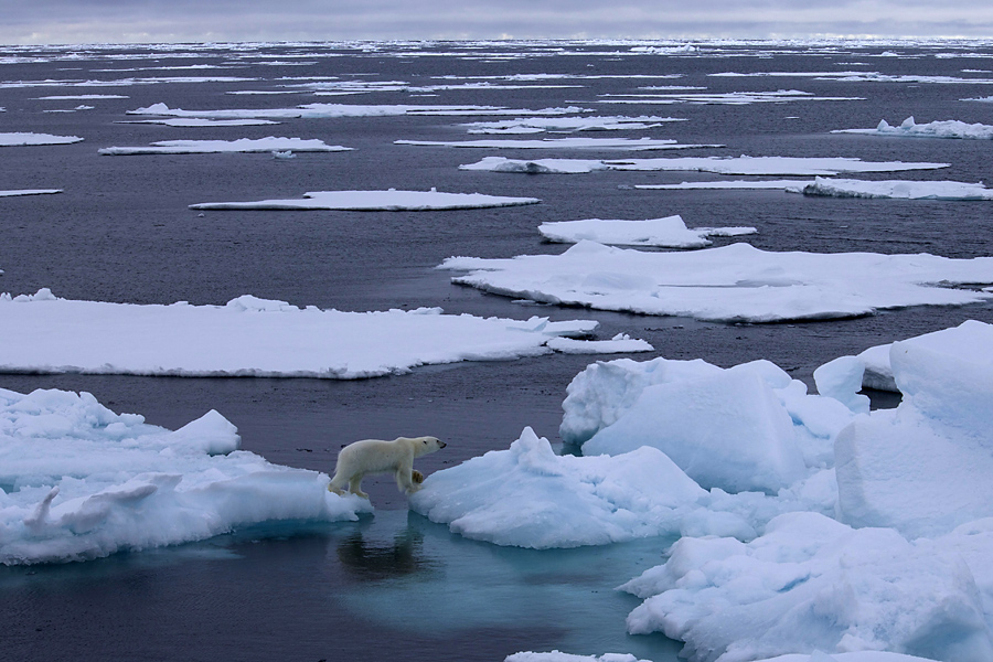 polar bear, Greenland Sea